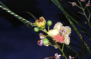 APII jpeg image of Parkinsonia aculeata  © contact APII