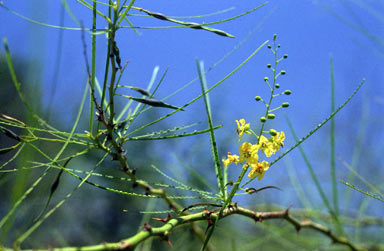 APII jpeg image of Parkinsonia aculeata  © contact APII