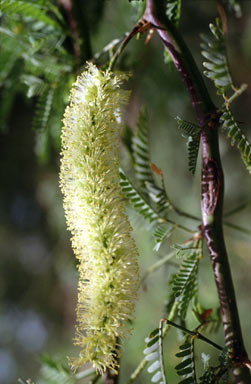 APII jpeg image of Prosopis limensis  © contact APII