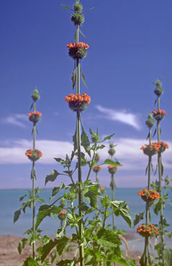 APII jpeg image of Leonotis nepetifolia  © contact APII