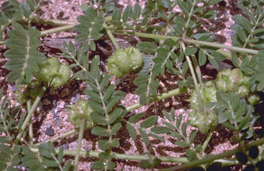 APII jpeg image of Tribulus cistoides  © contact APII