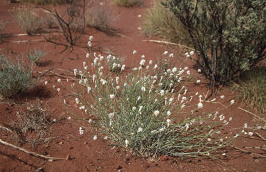 APII jpeg image of Ptilotus calostachyus var. calostachyus  © contact APII