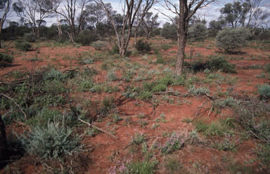 APII jpeg image of Eremophila miniata  © contact APII