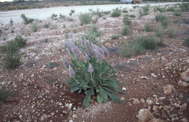 APII jpeg image of Ptilotus nobilis subsp. nobilis  © contact APII