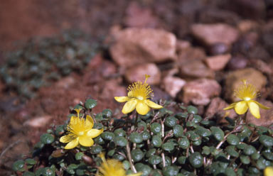 APII jpeg image of Portulaca conspicua  © contact APII