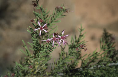 APII jpeg image of Calytrix exstipulata  © contact APII