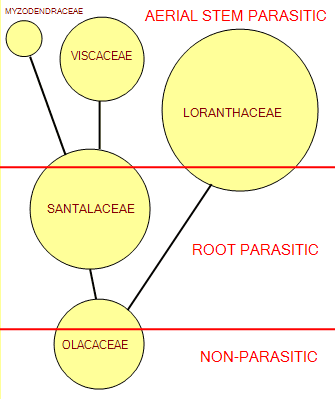 evolution illustration