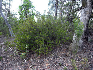 Atkinsonia ligustrina shrub