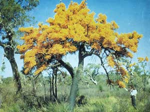 Nuytsia floribunda, click to enlarge