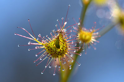 Drosera peltata