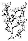 Lonicera tatarica