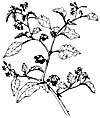 Solanum nigrum