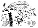 Athertonia diversifolia